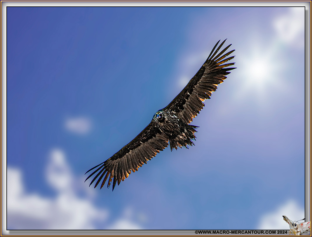 Vautour Moine